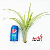 Tillandsia flabellata