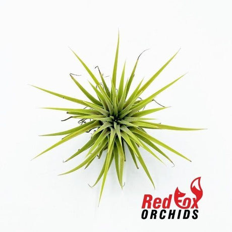 Tillandsia ionantha 'Rubra'