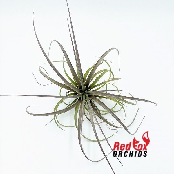 Tillandsia Jes