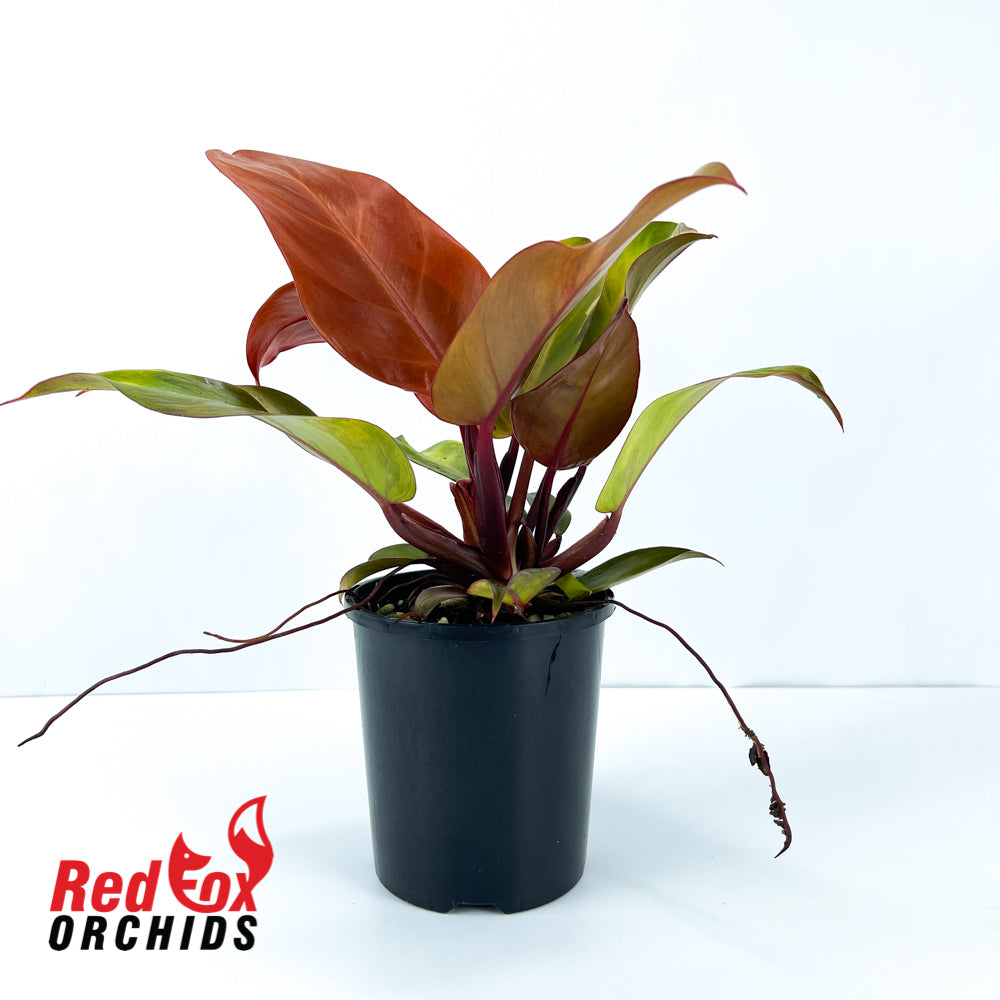 Philodendron Prince of Orange 125mm
