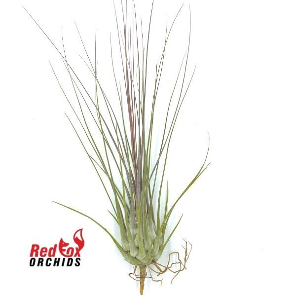 Tillandsia disticha 'Giant'