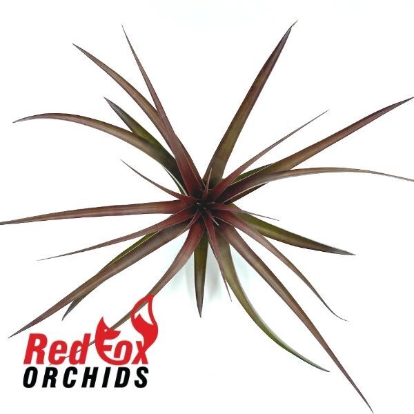 Tillandsia Roma