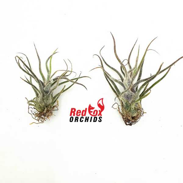 Tillandsia pruinosa