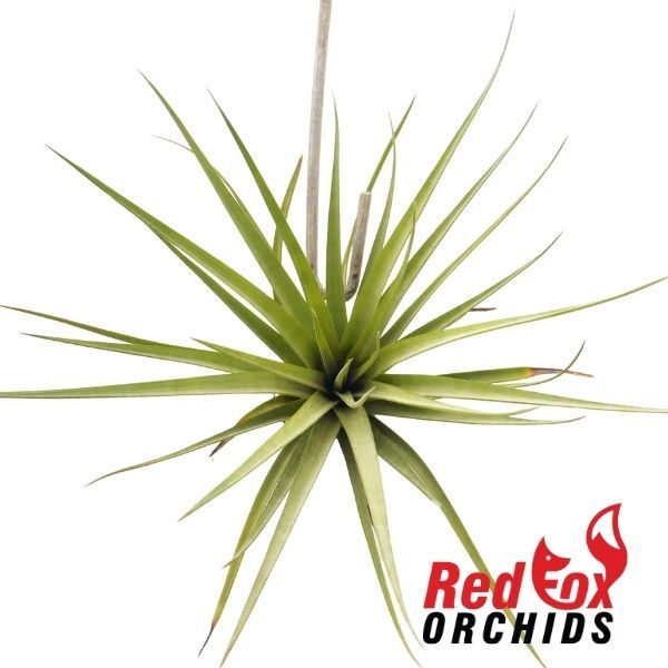 Tillandsia Hals Nidus
