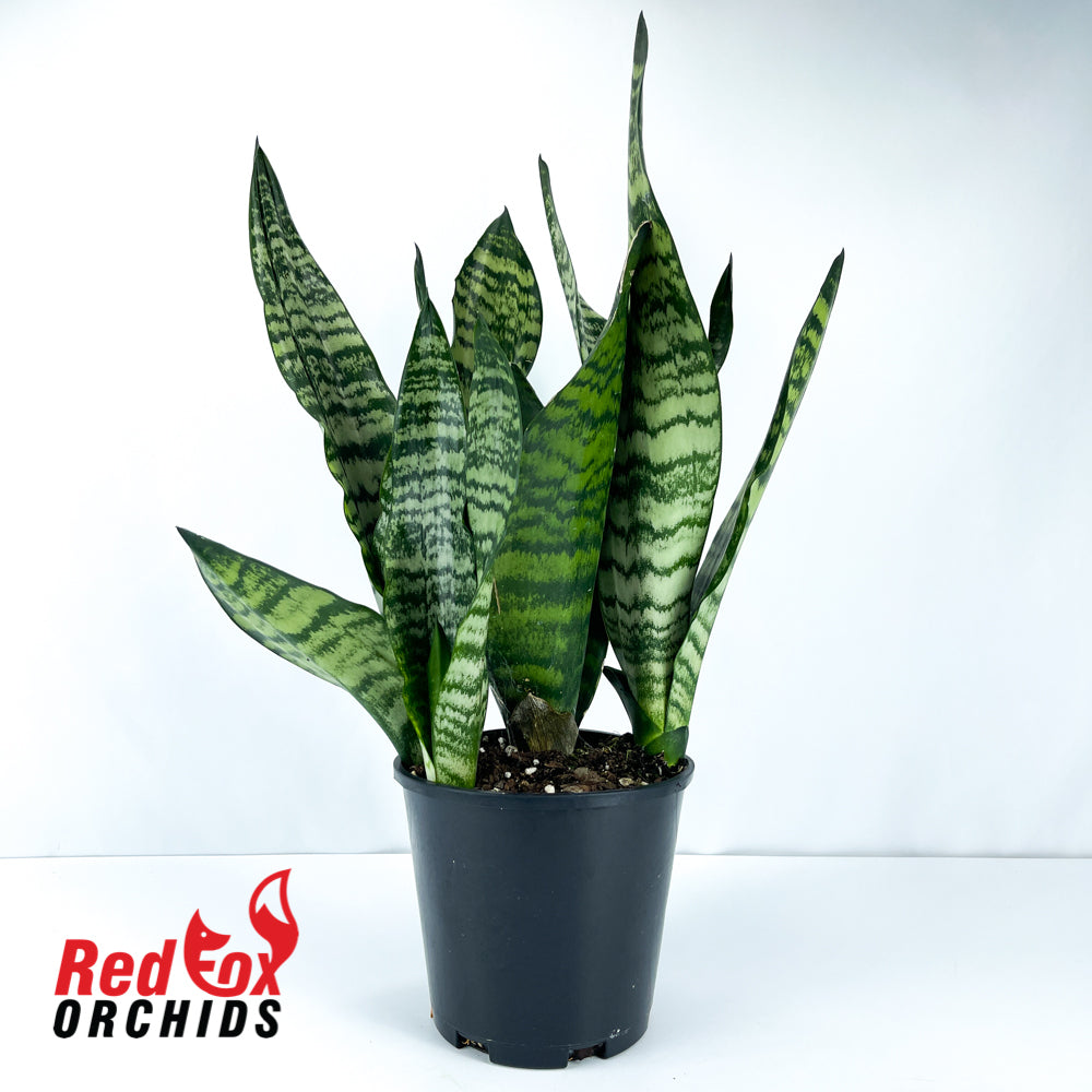 Sansevieria Coral 200mm