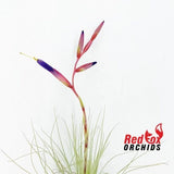 Tillandsia fuchsii var. gracillis