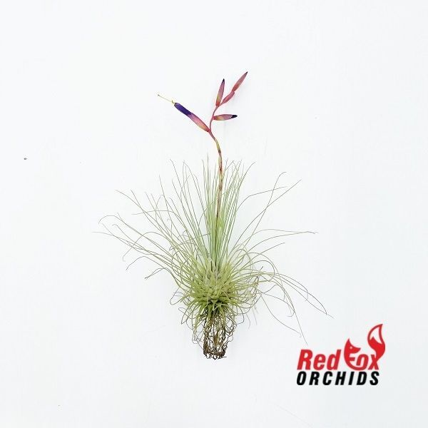 Tillandsia fuchsii var. gracillis