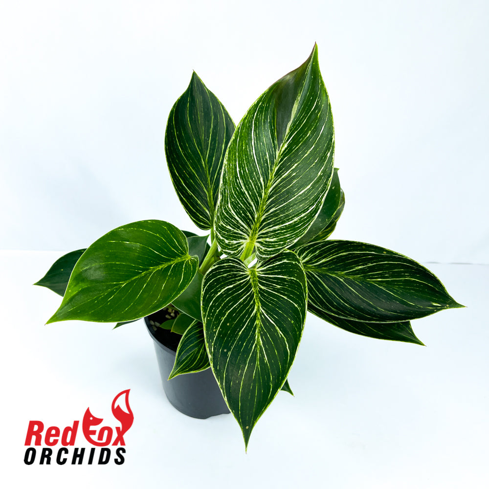 Philodendron Birkin