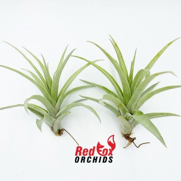 Tillandsia secunda