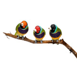 Gouldian Finch Pot Sitter