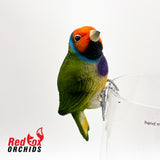 Gouldian Finch Pot Sitter