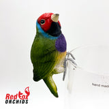 Gouldian Finch Pot Sitter
