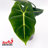 Alocasia Green Velvet