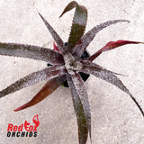 Orthophytum Burke