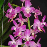 Aerides crassifolia