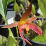 Bulbophyllum Linda B