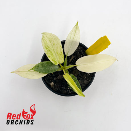 Philodendron 'Florida Ghost' Plug in 80mm