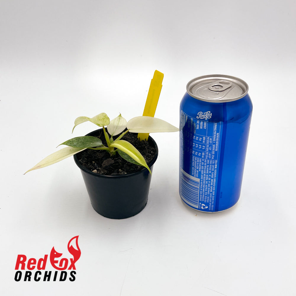 Philodendron 'Florida Ghost' Plug in 80mm