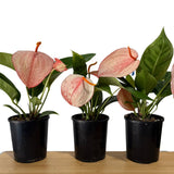 Anthurium scherzerianum V. rothschildianum