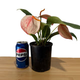 Anthurium scherzerianum V. rothschildianum