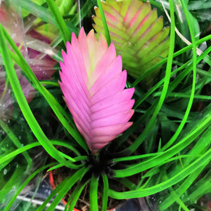 Other Bromeliad & Tillandsia
