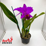 Brassolaeliocattleya (Mount Isa x Glenn Maidment) x Cattleya labiata var. rubra