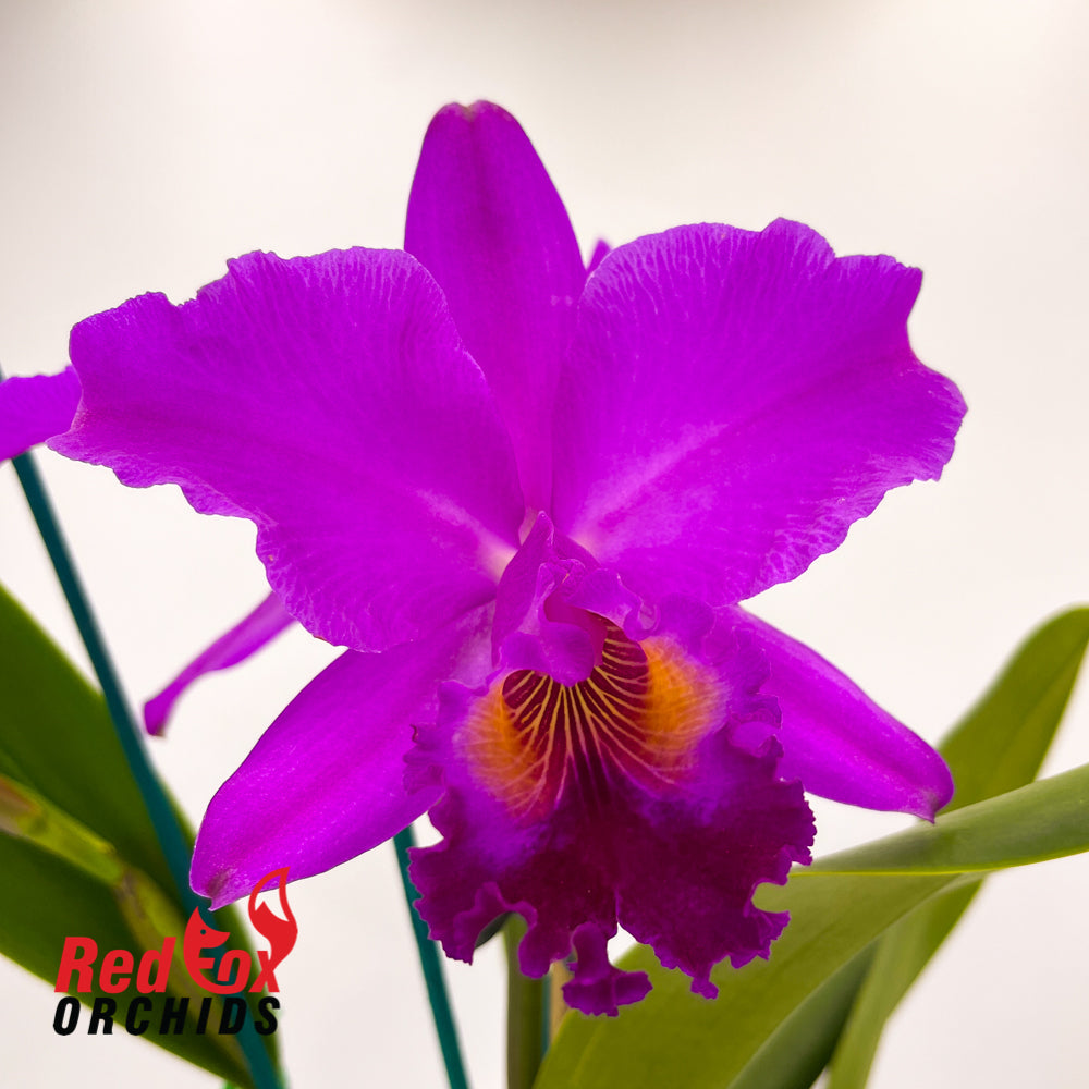 Brassolaeliocattleya (Mount Isa x Glenn Maidment) x Cattleya labiata var. rubra