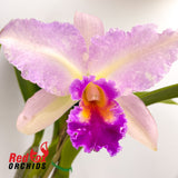 Brassolaeliocattleya Deception Grace x George King 'Southern Cross'