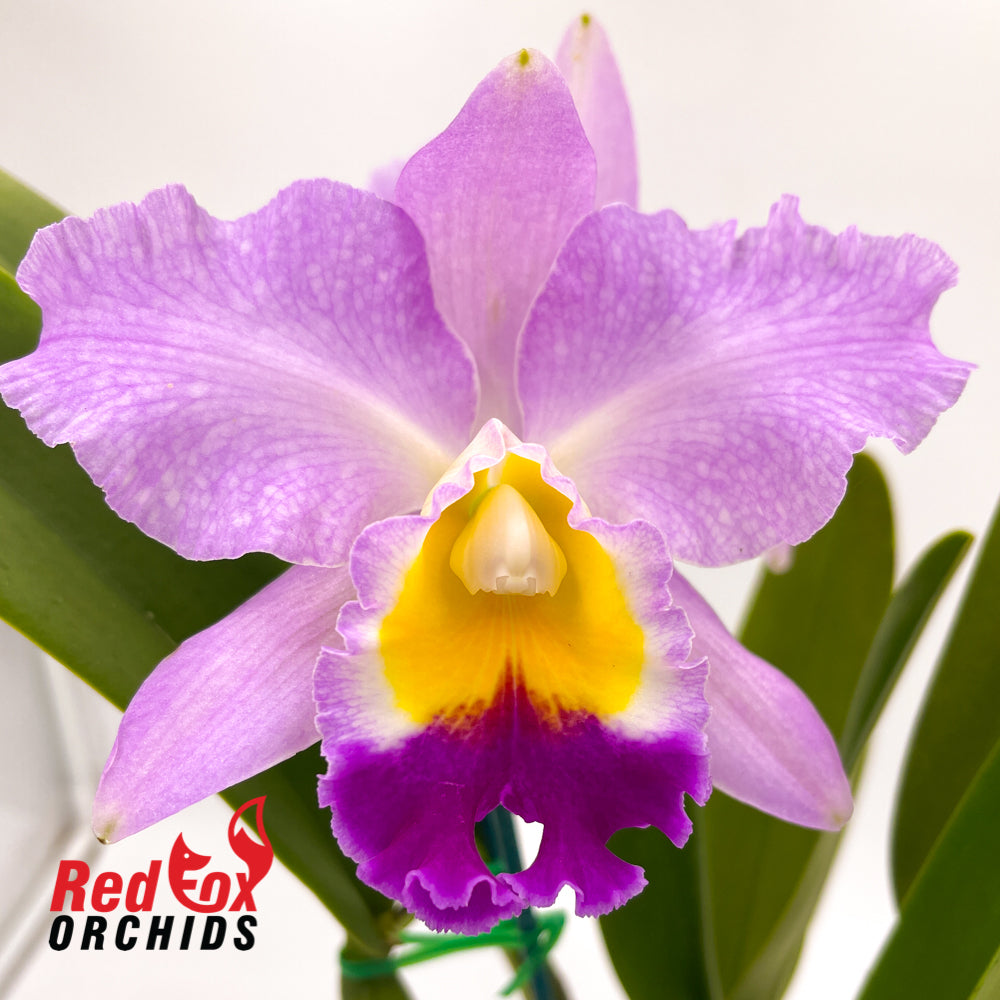 Brassolaeliocattleya Glenn Maidment 'Southern Cross' x QOS 80th Anniversary 'Super Splash'