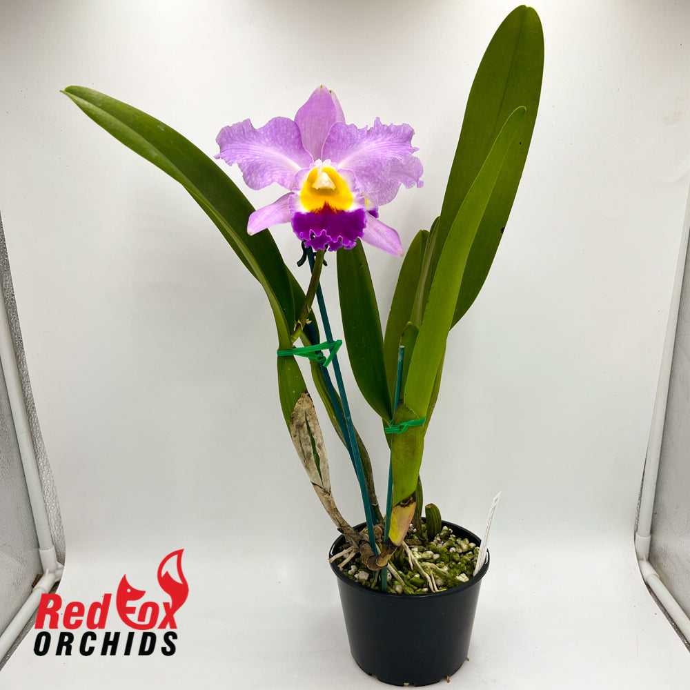 Brassolaeliocattleya Glenn Maidment 'Southern Cross' x QOS 80th Anniversary 'Super Splash'