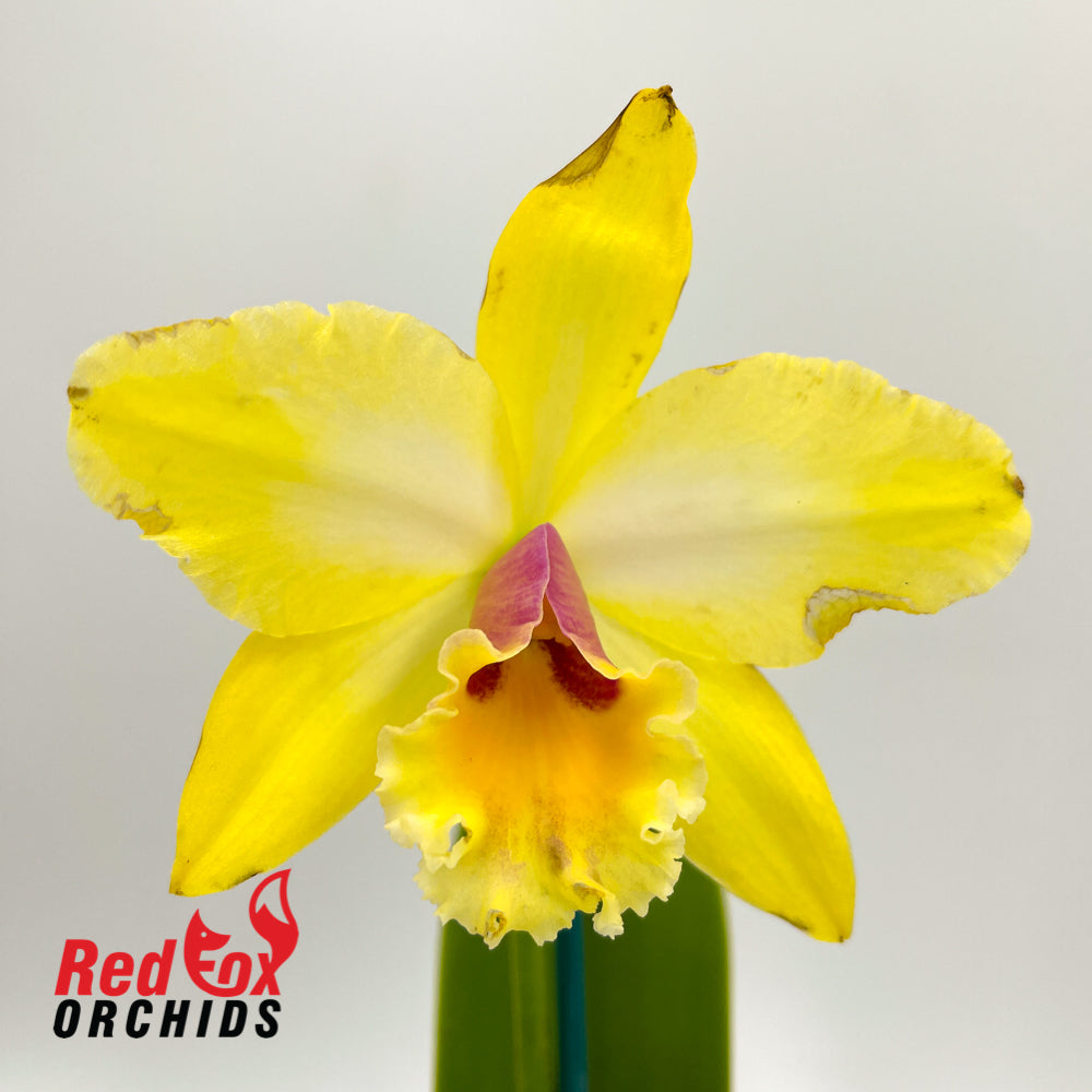 Brassolaeliocattleya Topaz Music 'Bright' x Mismo 'Nice Soft Pink'