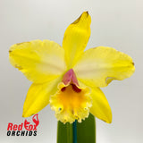 Brassolaeliocattleya Topaz Music 'Bright' x Mismo 'Nice Soft Pink'