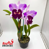 Brassolaeliocattleya Toshie's Magic 'Southern Cross' x Dal's Monarch 'Hot Lips'