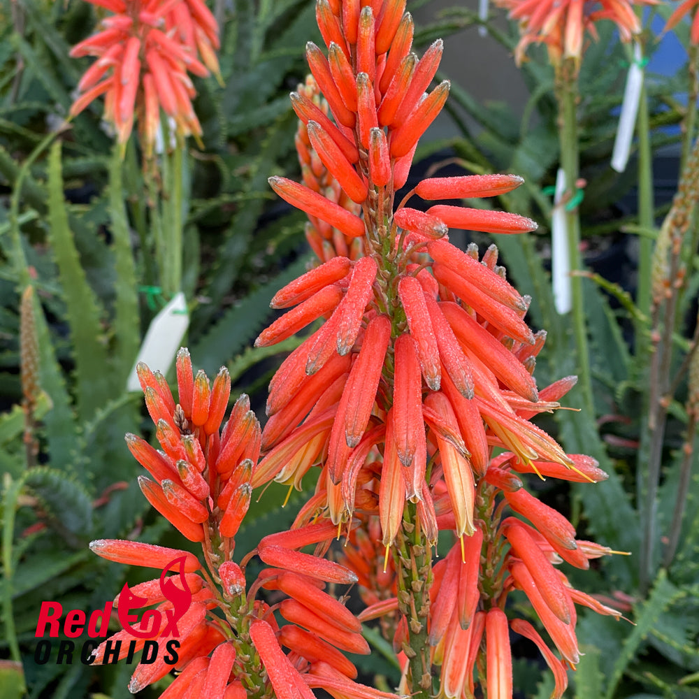 Aloe Warm Welcome