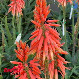 Aloe Warm Welcome
