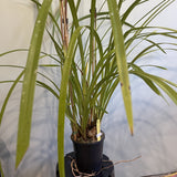 Cymbidium insigne