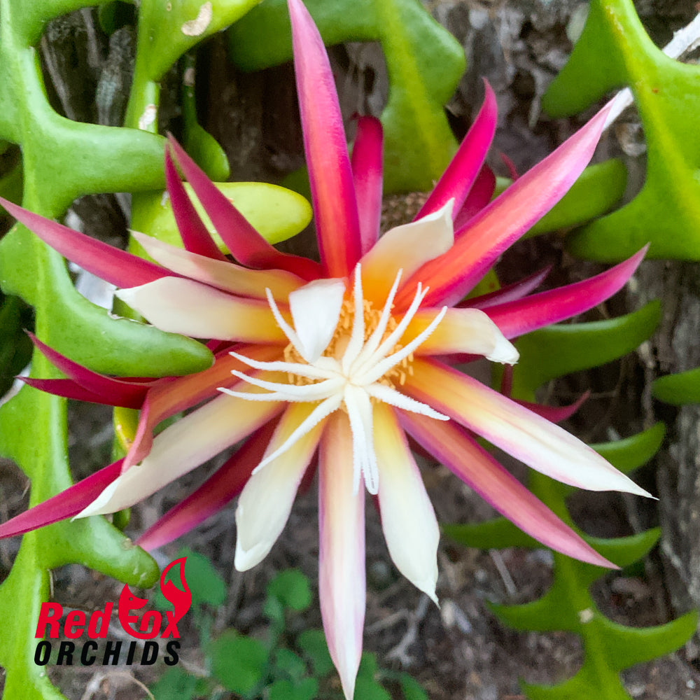 Cryptocereus anthonianus