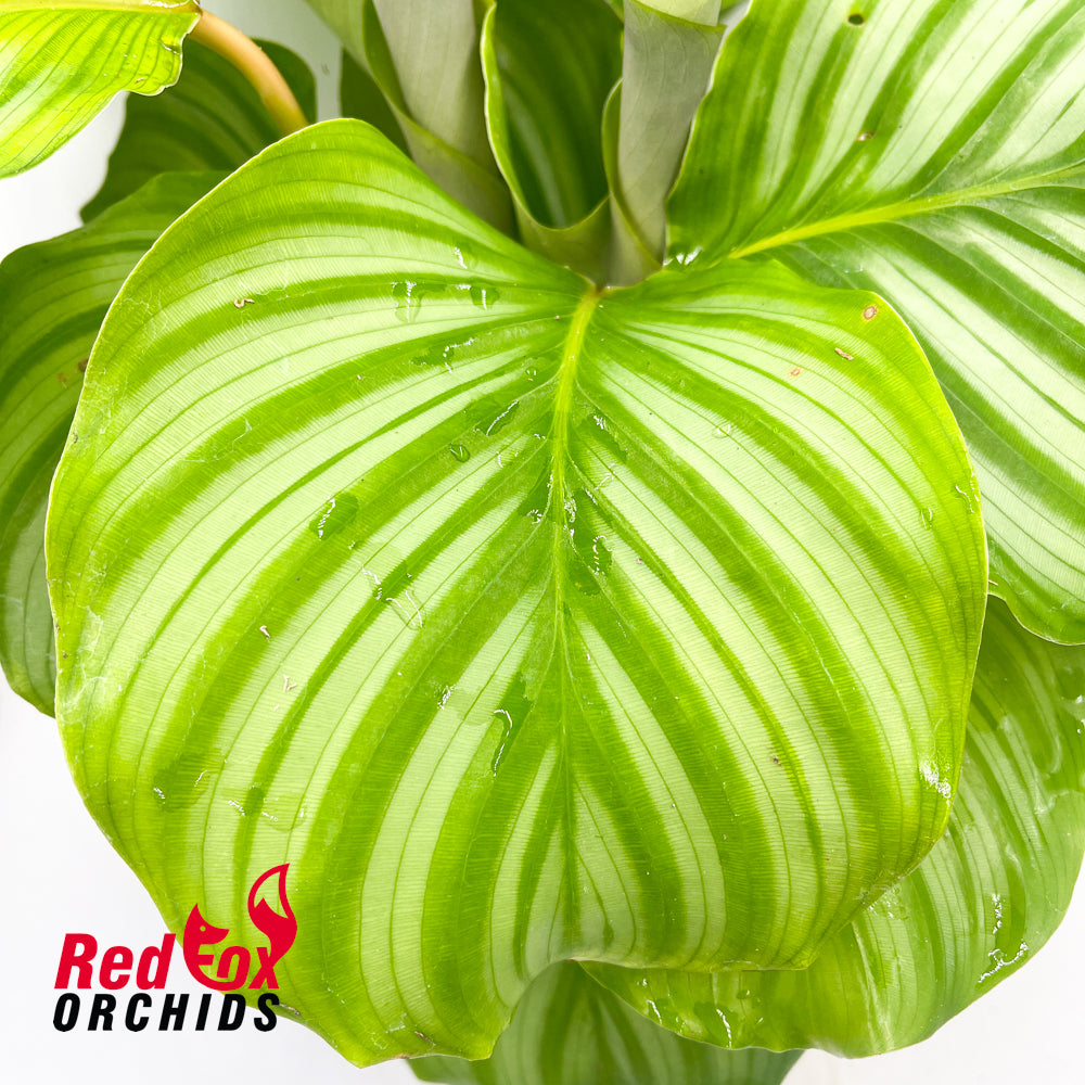 Calathea orbifolia