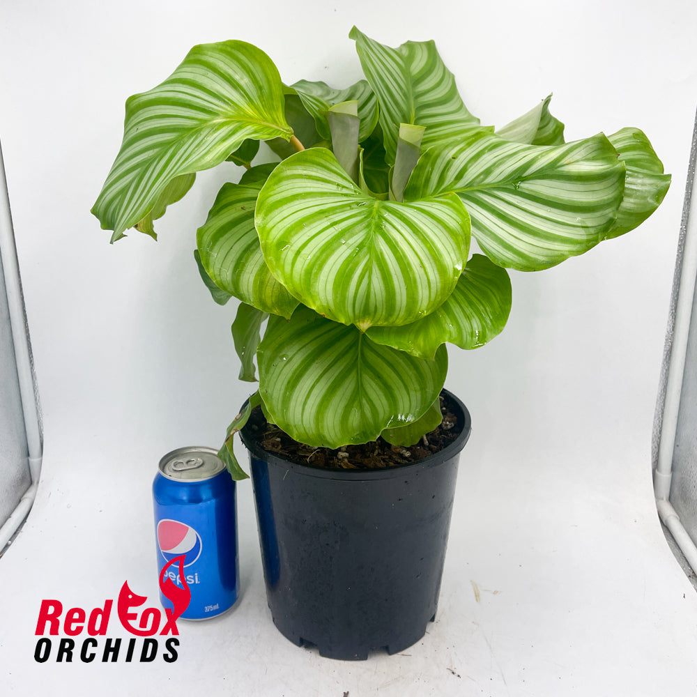 Calathea orbifolia