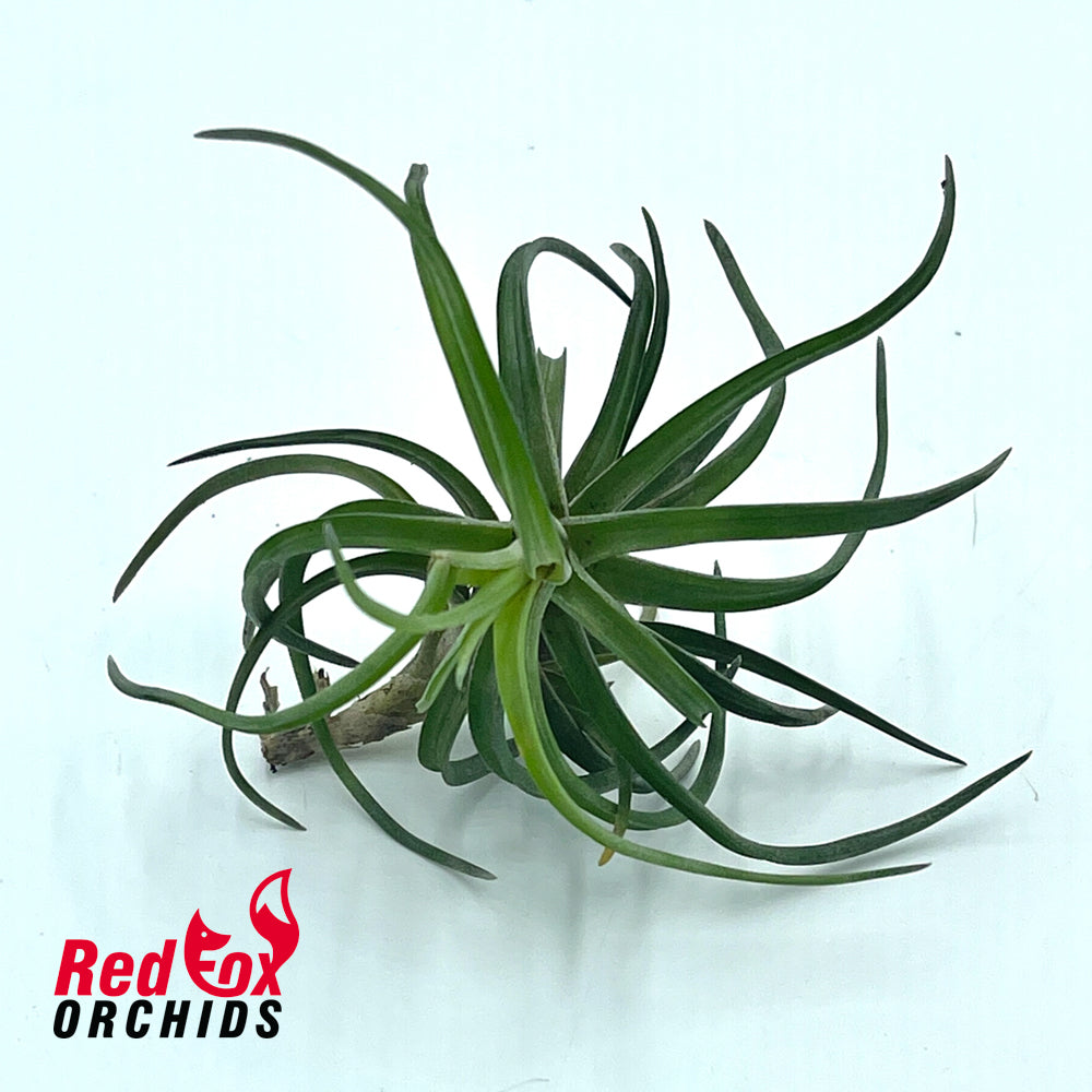 Tillandsia Neglecta