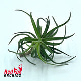 Tillandsia Neglecta