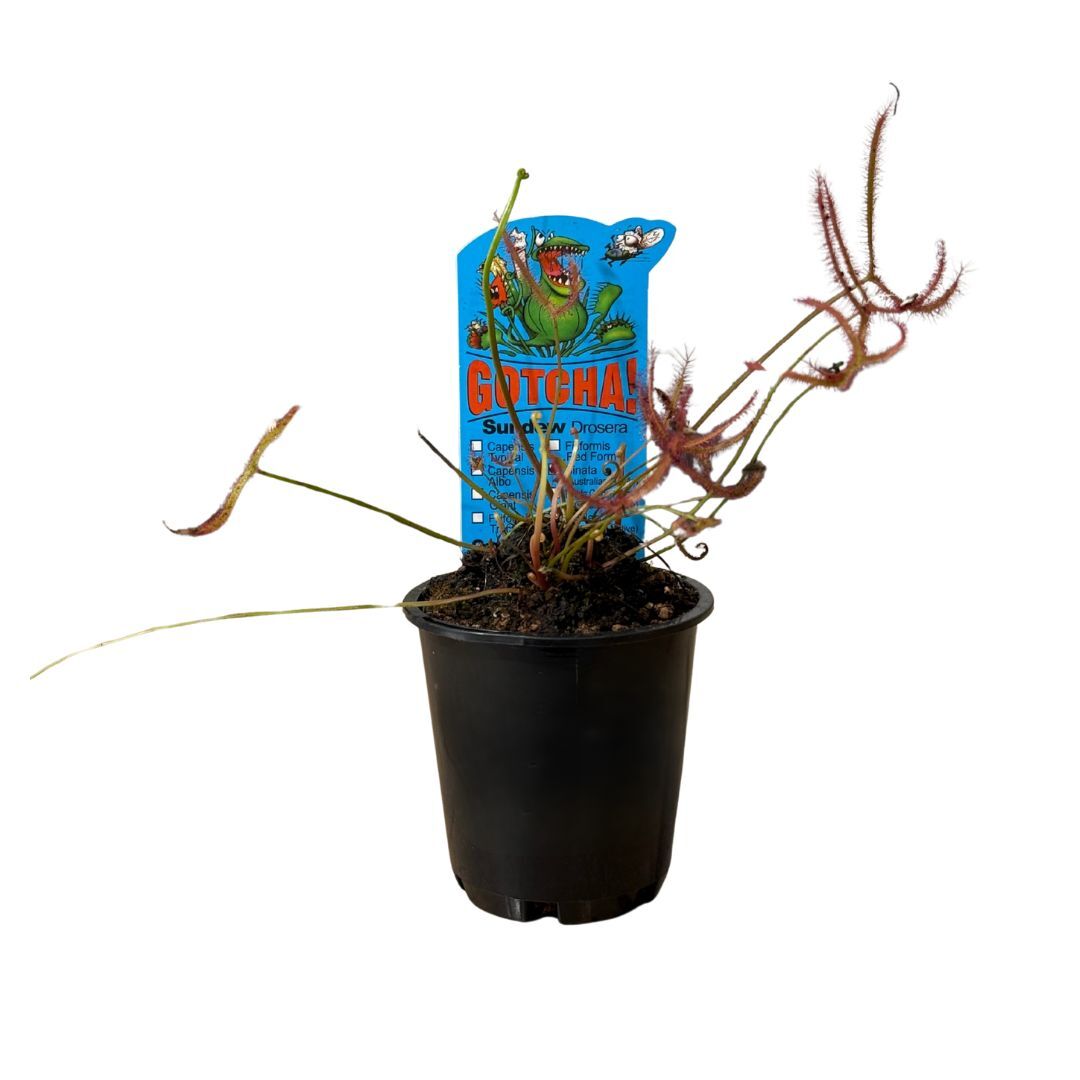 Drosera binata