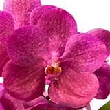 Vanda Dr. Anek x Ascocenda Mungkud