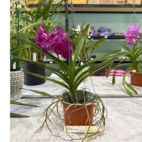 Vanda Dr. Anek x Ascocenda Mungkud