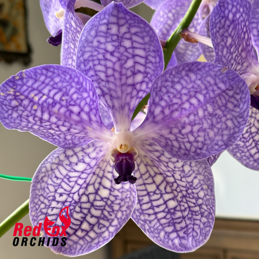 Vanda sanderiana x Vanda coerulea