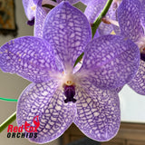 Vanda sanderiana x Vanda coerulea