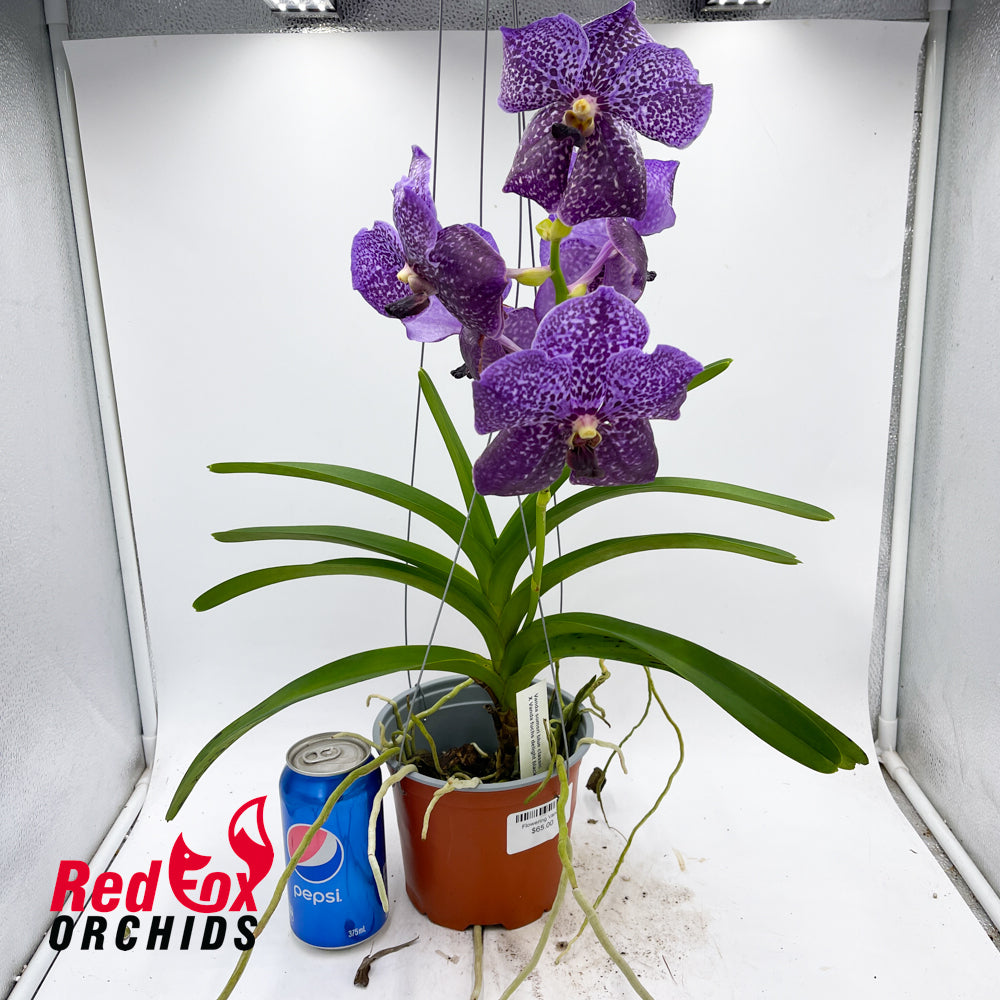 Vanda Somsri Blue Classic x Vanda Fuch's Delight Black