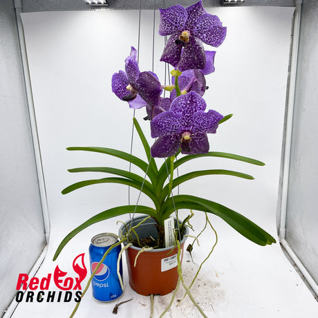 Vanda Somsri Blue Classic x Vanda Fuch's Delight Black