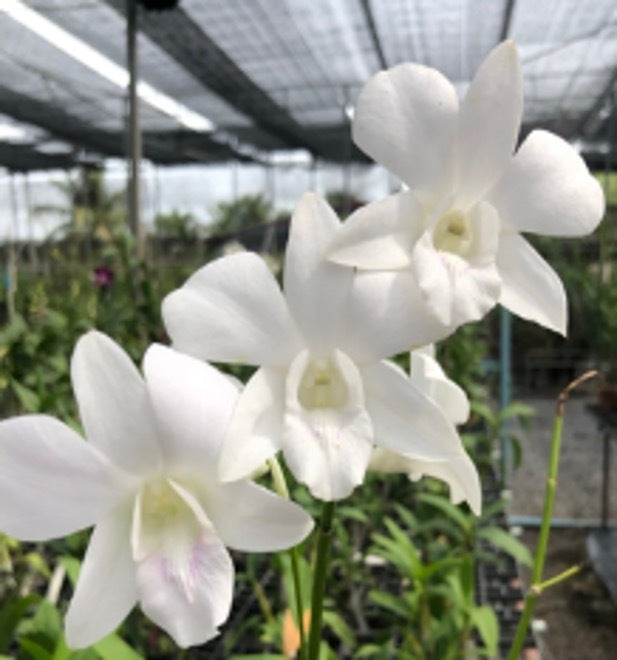 Dendrobium Sonia White Flask