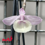 Dendrobium adastra x Dendrobium aphyllum 'Alba' (PinkForm)